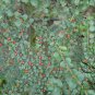 Cotoneaster Horizontalis, Rockspray Cotoneaster Seed 500 PCS, Ping Zhi Xun Zi