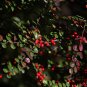 Cotoneaster Horizontalis, Rockspray Cotoneaster Seed 500 PCS, Ping Zhi Xun Zi