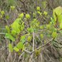 Cotinus Coggygria, Smoke Bush Seed 1000 PCS, Smoke Tree Huanglu
