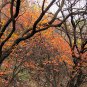 Cotinus Coggygria, Smoke Bush Seed 1000 PCS, Smoke Tree Huanglu