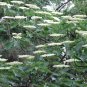 Cornus Controversa, Wedding Cake Tree Seed 500 PCS, Deng Tai Shu