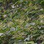 Cornus Controversa, Wedding Cake Tree Seed 500 PCS, Deng Tai Shu