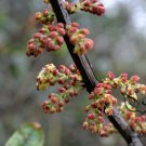 Coriaria Nepalensis, Masuri Berry Seed 3000 PCS, Tanner's Tree Ma Sang