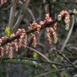 Coriaria Nepalensis, Masuri Berry Seed 3000 PCS, Tanner's Tree Ma Sang