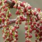 Coriaria Nepalensis, Masuri Berry Seed 3000 PCS, Tanner's Tree Ma Sang