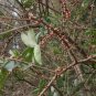 Coriaria Nepalensis, Masuri Berry Seed 3000 PCS, Tanner's Tree Ma Sang