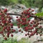 Coriaria Nepalensis, Masuri Berry Seed 3000 PCS, Tanner's Tree Ma Sang