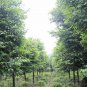 Cinnamomum Pedunculatum, Japanese Cinnamon Seed 500 PCS, Tian Zhu Gui