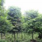Cinnamomum Pedunculatum, Japanese Cinnamon Seed 500 PCS, Tian Zhu Gui