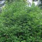 Cinnamomum Pedunculatum, Japanese Cinnamon Seed 500 PCS, Tian Zhu Gui