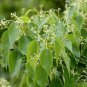 Cinnamomum Camphora, Camphor Tree Seed 500 PCS, Xiang Zhang