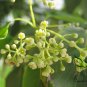Cinnamomum Camphora, Camphor Tree Seed 500 PCS, Xiang Zhang