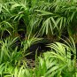 Chrysalidocarpus Lutescens, Dypsis Lutescens Seed 100 PCS, San Wei Kui