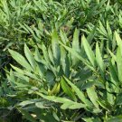 Chinese Mahonia, Mahonia Fortunei Seed 500 PCS, Shi Da Gonglao