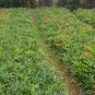 Chinese Mahonia, Mahonia Fortunei Seed 500 PCS, Shi Da Gonglao