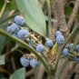 Chinese Mahonia, Mahonia Fortunei Seed 500 PCS, Shi Da Gonglao