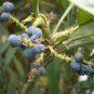 Chinese Mahonia, Mahonia Fortunei Seed 500 PCS, Shi Da Gonglao