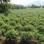 Chinese Holly, Ilex Cornuta Seed 500 PCS, Horned Holly Gou Gu