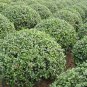 Chinese Holly, Ilex Cornuta Seed 500 PCS, Horned Holly Gou Gu