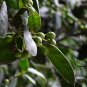 Chinese Holly, Ilex Cornuta Seed 500 PCS, Horned Holly Gou Gu