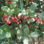 Chinese Holly, Ilex Cornuta Seed 500 PCS, Horned Holly Gou Gu