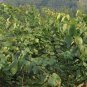 Cercis Gigantea, Cercis Glabra Seed 1000 PCS, Giant Redbud Hu Bei Zi Jing