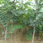 Cercis Gigantea, Cercis Glabra Seed 1000 PCS, Giant Redbud Hu Bei Zi Jing