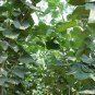 Cercis Gigantea, Cercis Glabra Seed 1000 PCS, Giant Redbud Hu Bei Zi Jing