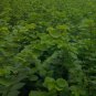 Cercis Chinensis, Chinese Redbud Seed 1000 PCS, Zi Jing