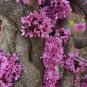 Cercis Chinensis, Chinese Redbud Seed 1000 PCS, Zi Jing