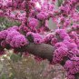 Cercis Chinensis, Chinese Redbud Seed 1000 PCS, Zi Jing