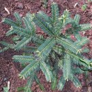 Cephalotaxus Fortunei, Chinese plum-yew Seed 100 PCS, San Jian Shan