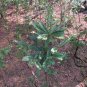 Cephalotaxus Fortunei, Chinese plum-yew Seed 100 PCS, San Jian Shan
