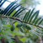 Cephalotaxus Fortunei, Chinese plum-yew Seed 100 PCS, San Jian Shan