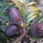 Cephalotaxus Fortunei, Chinese plum-yew Seed 100 PCS, San Jian Shan