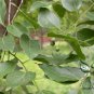 Celtis Sinensis, Chinese Hackberry Seed 500 PCS, Sha Po