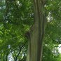Celtis Sinensis, Chinese Hackberry Seed 500 PCS, Sha Po