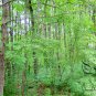 Celtis Koraiensis, Korean Hackberry Seed 500 PCS, Da Ye Po
