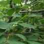 Celtis Koraiensis, Korean Hackberry Seed 500 PCS, Da Ye Po