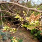 Celtis Julianae, Julian Hackberry Seed 500 PCS, Shan Hu Po