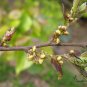 Celtis Julianae, Julian Hackberry Seed 500 PCS, Shan Hu Po