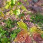 Celtis Julianae, Julian Hackberry Seed 500 PCS, Shan Hu Po