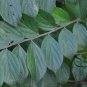Celtis Julianae, Julian Hackberry Seed 500 PCS, Shan Hu Po