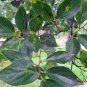 Celtis Julianae, Julian Hackberry Seed 500 PCS, Shan Hu Po
