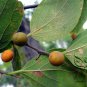 Celtis Julianae, Julian Hackberry Seed 500 PCS, Shan Hu Po