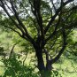 Celtis Bungeana, Bunge's Hackberry Seed 500 PCS, Hei Dan Shu