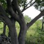 Celtis Bungeana, Bunge's Hackberry Seed 500 PCS, Hei Dan Shu