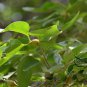 Celtis Bungeana, Bunge's Hackberry Seed 500 PCS, Hei Dan Shu