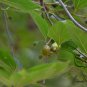 Celtis Bungeana, Bunge's Hackberry Seed 500 PCS, Hei Dan Shu