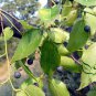 Celtis Bungeana, Bunge's Hackberry Seed 500 PCS, Hei Dan Shu